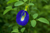 Organic Shanku Pushpam/Aparajitha -Butterfly Pea Flower Blue