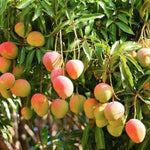 Organic Mango Sindhura