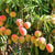 Organic Mango Sindhura