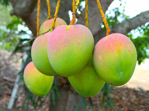 Organic Mango Sindhura
