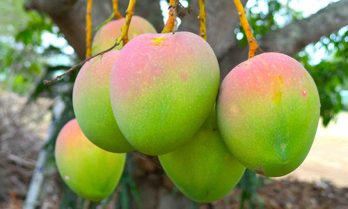 Organic Mango Sindhura
