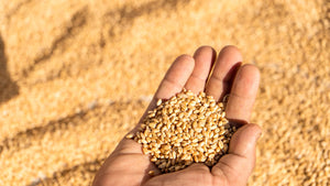 Organic Sonamoti Ancient Unpolished Golden Wheat Whole Grains