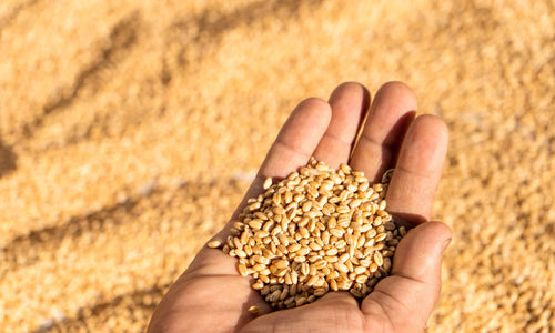Organic Sonamoti Ancient Unpolished Golden Wheat Whole Grains