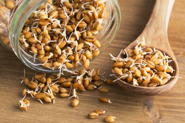 Organic Sprouted Wheat Atta