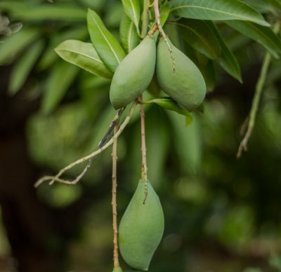 Organic Tender Raw Totapuri  Mango