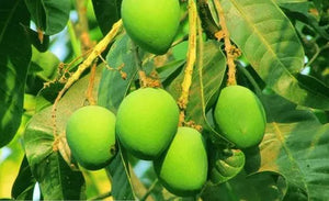 Organic Tender Raw Mango For Pickle