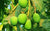 Organic Tender Raw Mango For Pickle