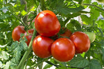 Organic Tomato Hybrid Big