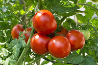 Organic Tomato Hybrid Big