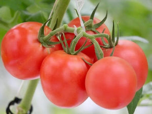 Organic Tomato Hybrid Big
