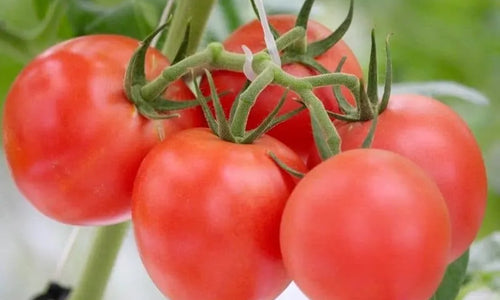 Organic Tomato Hybrid Big