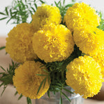Organic Marigold Flower
