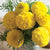 Organic Marigold Flower