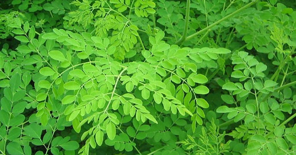 Organic Moringa / Drum Stick  leaves