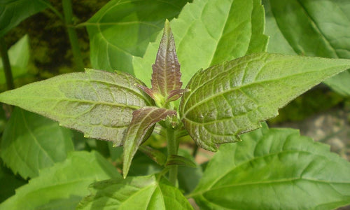 Organic Chromolaena odorata