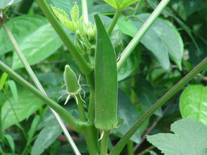 Organic Okra / Lady finger /  Bhendi-OFFER