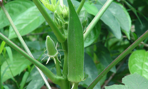 Organic Okra / Lady finger /  Bhendi-OFFER