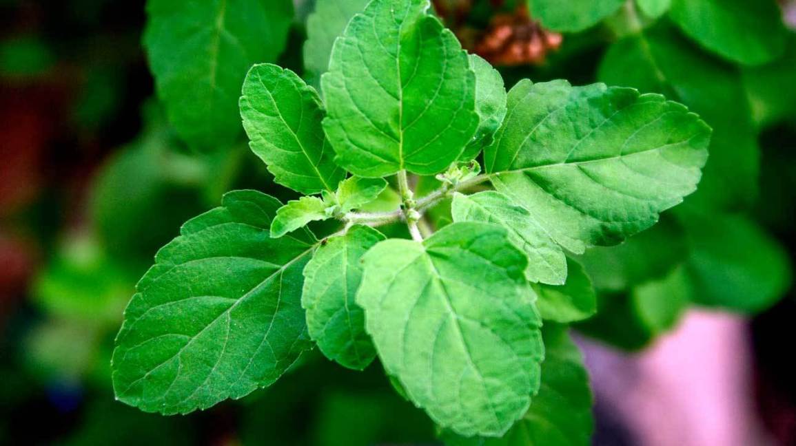 Organic Holy Tulsi Leaves