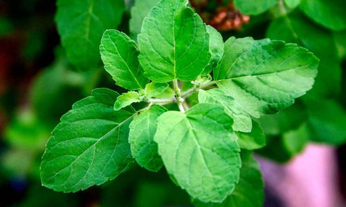 Organic Holy Tulsi Leaves