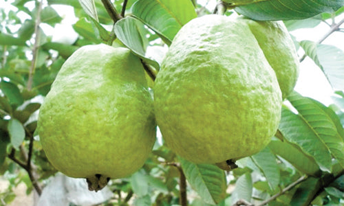 Organic Guava