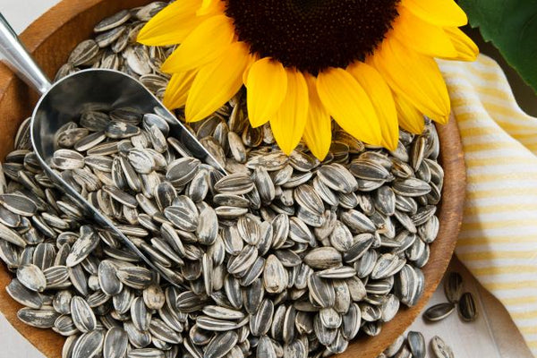 Organic Sunflower Seeds