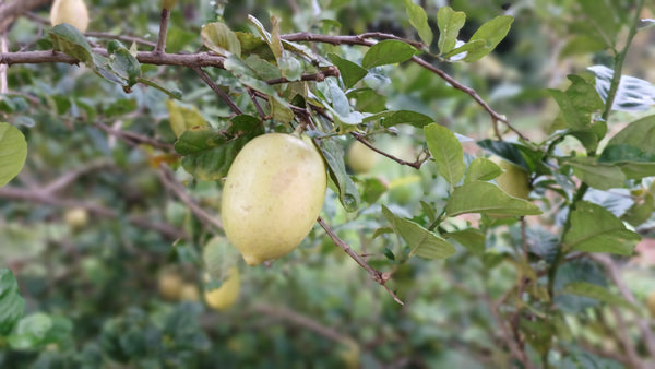 Organic Gandharaj Lemon-OFFER