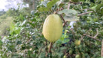 Organic Gandharaj Lemon (Kagzi Nibu)