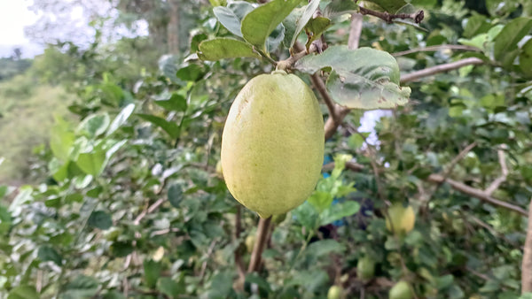 Organic Gandharaj Lemon (Kagzi Nibu)