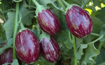 Organic Brinjal Purple-OFFER