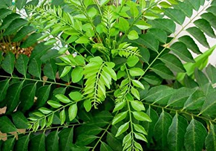 Organic Curry Leaves