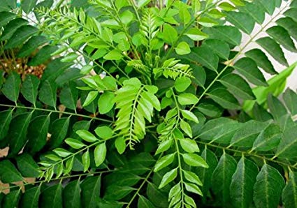 Organic Curry Leaves-Offer