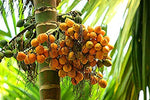 Organic Arecanut with shell