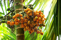 Organic Arecanut with shell