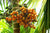 Organic Arecanut with shell