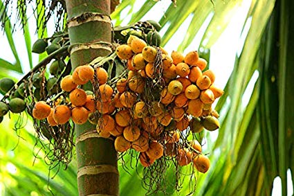 Organic Arecanut with shell