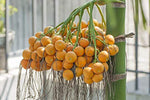 Organic Arecanut with shell