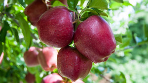 Organic Apple Royal Delicious