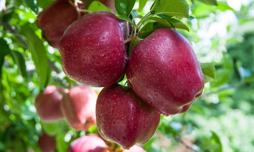 Organic Apple Royal Delicious