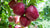 Organic Apple Royal Delicious