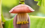 Organic Banana Blossom Peeled