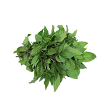 Organic Basil Leaf