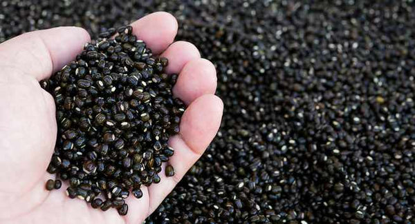 Organic Urad Dal whole black (Gluten-Free)