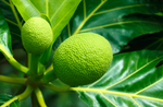 Organic Bread Fruit