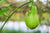 Organic Chow Chow / Seeme badanekai-Offer