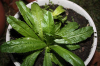 Organic African Coriander/Culantro plant
