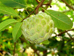 Organic Custard Apple