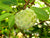 Organic Custard Apple