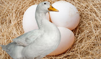 Organic Duck Eggs Free Range (Pack of 4)*