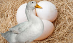 Organic Duck Eggs Free Range (Pack of 6)*
