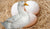 Organic Duck Eggs Free Range (Pack of 6)*